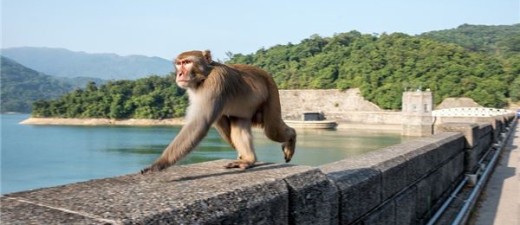 申猴年五行属什么